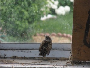 A Bird in the Window